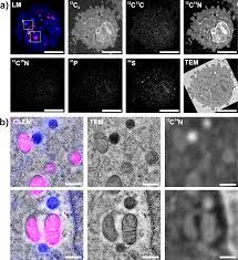 EM Correlative Light-Electron Microscopy (CLEM) - ProSciTech