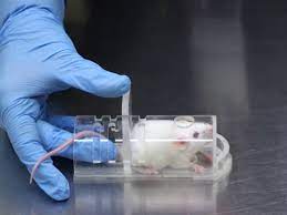 a mouse shown incased in a plastic cage