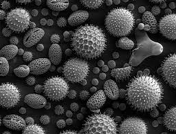 a black and white 3D picture of microbes 