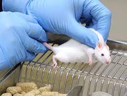 a mouse being handled by a person with disposable gloves