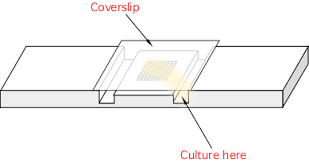 LM Chamber Coverslips