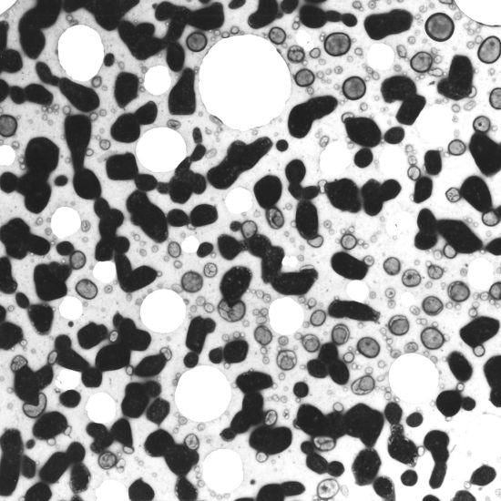 Evaporated platinum/iridium on holey carbon film