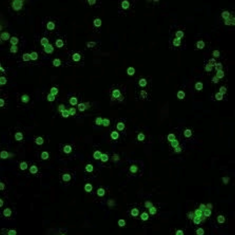 Goat anti-mouse coated fluorescent magnetic microparticles