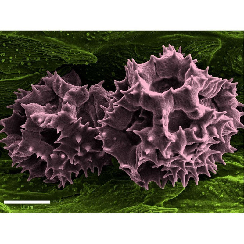 MiniQ S entry-level sputter coater