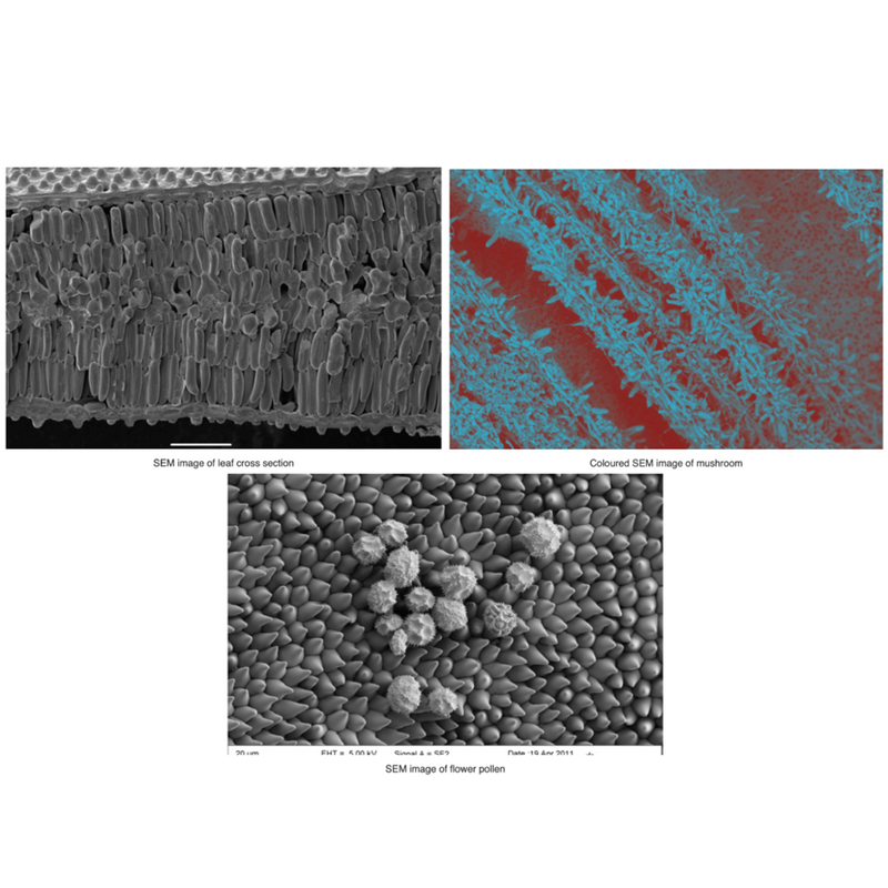 Coolstage Peltier-cooled cryo-SEM stages