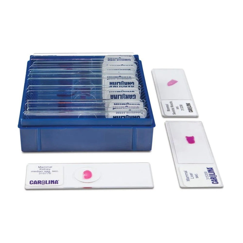 Carolina blue slide boxes, PS