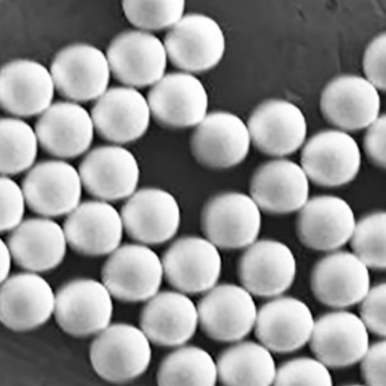 Avidin coated fluorescent particles