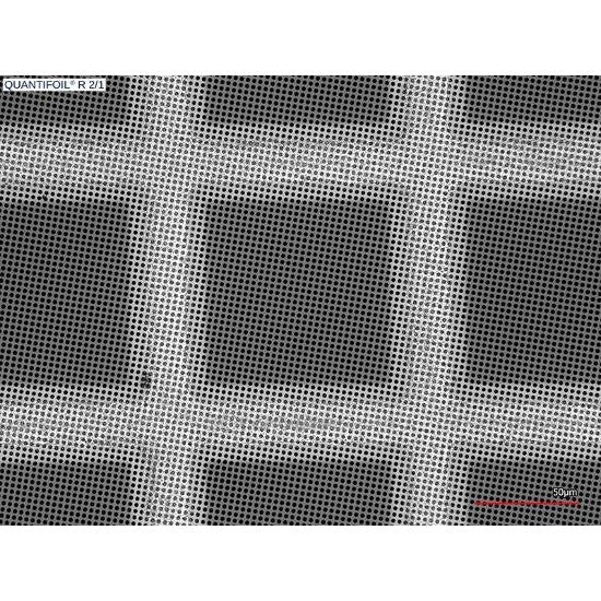 Quantifoil R 2/1 holey carbon film coated grids