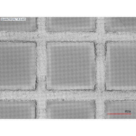 Quantifoil R 0.6/1 holey carbon film coated grids