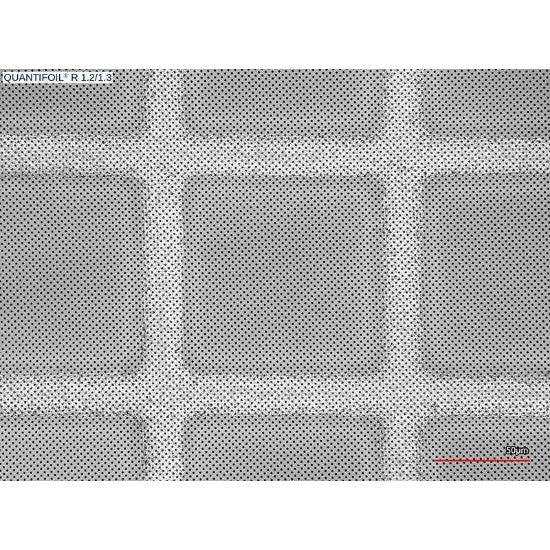 Quantifoil R 1.2/1.3 holey carbon film coated grids