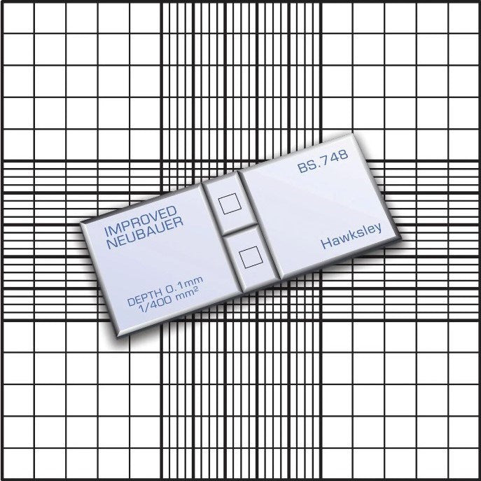 Neubauer improved counting chambers, double net ruling