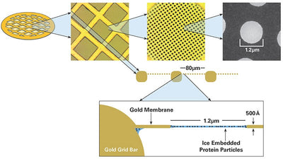 Quantifoil UltrAuFoil R 1.2/1.3 holey gold film coated grids, square array