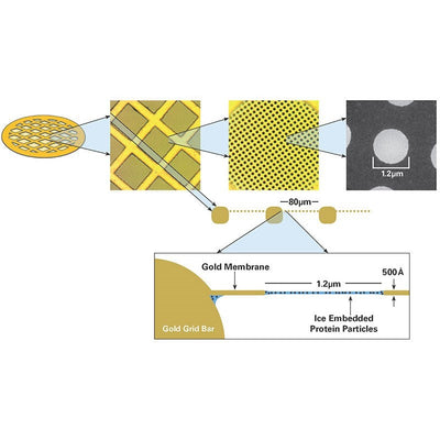 Quantifoil UltrAuFoil R 1.2/1.3 holey gold film coated grids, square array