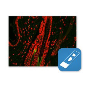 Immunolabeling application kit for use with the PELCO BioWave Pro+